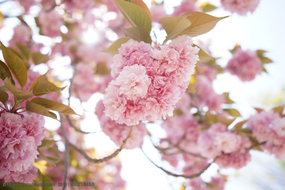 樱花 春天 爱情 日本 植物 花朵 粉色 青春 花瓣 生物世界 花草