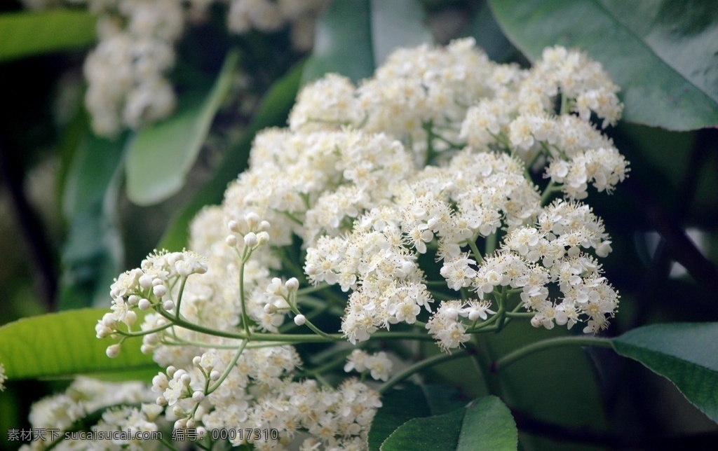 桂花 米桂花 桂花树枝 桂花背景 香四溢 十里香 桂花飘香 春桂花 四季桂花 白色花朵 花墙背景 香花 香味 飘香 丹桂花 金桂花 银桂花 白色桂花 淡黄色桂花 香桂花 桂花树 岩桂 木犀 九里香 金粟 花草植物 生物世界 花草