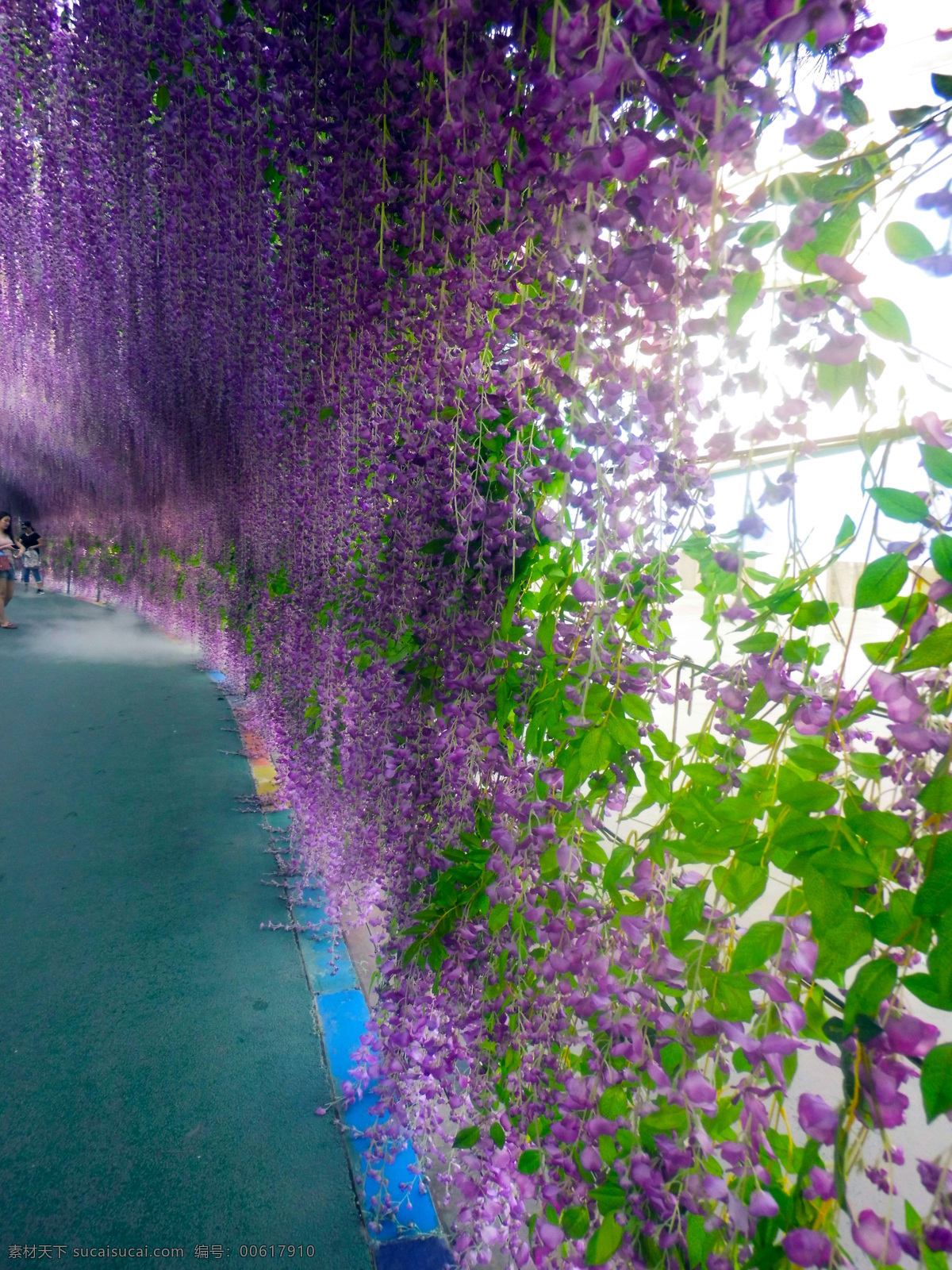 紫藤花 紫花 花 鲜花 自然景观 自然风景