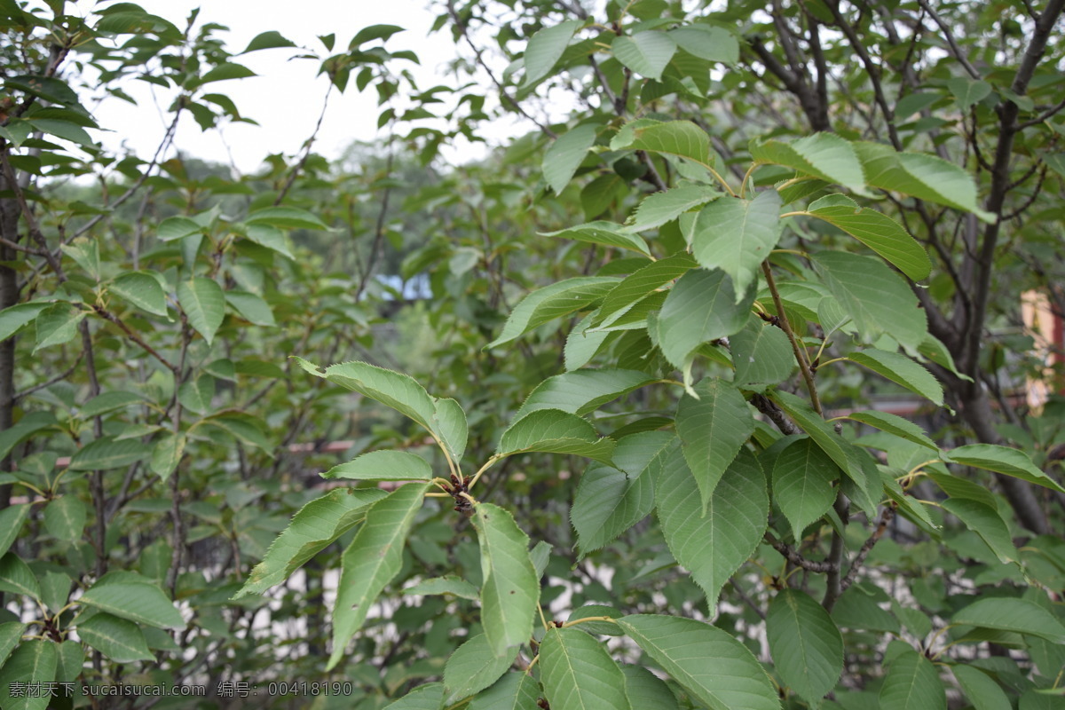 杜仲 丝楝树皮 丝棉皮 棉树皮 胶树 生物世界 树木树叶