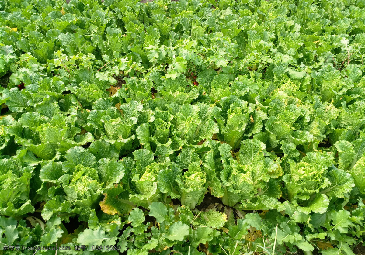 大白菜地 大白菜 秋季 绿色 菜地 田地 可爱 美丽 生物世界 蔬菜