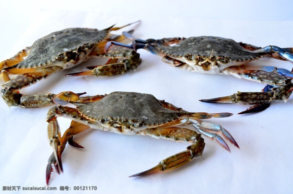 螃蟹 河蟹 海蟹 大闸蟹 红毛蟹 海产品 海洋生物 小动物 食物 食材 美食 美味 鱼虾 贝类 水 生物 生物世界