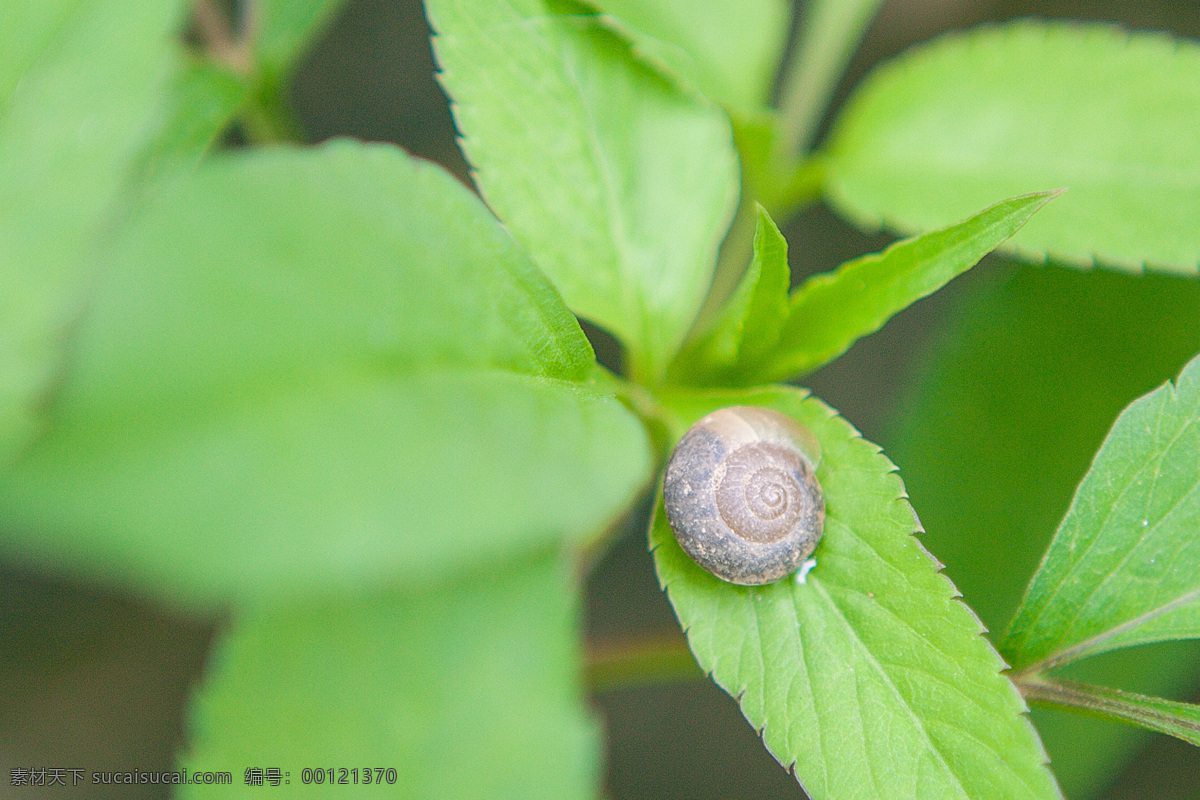 蜗牛 动物 水 特写 明信片 生物世界 昆虫