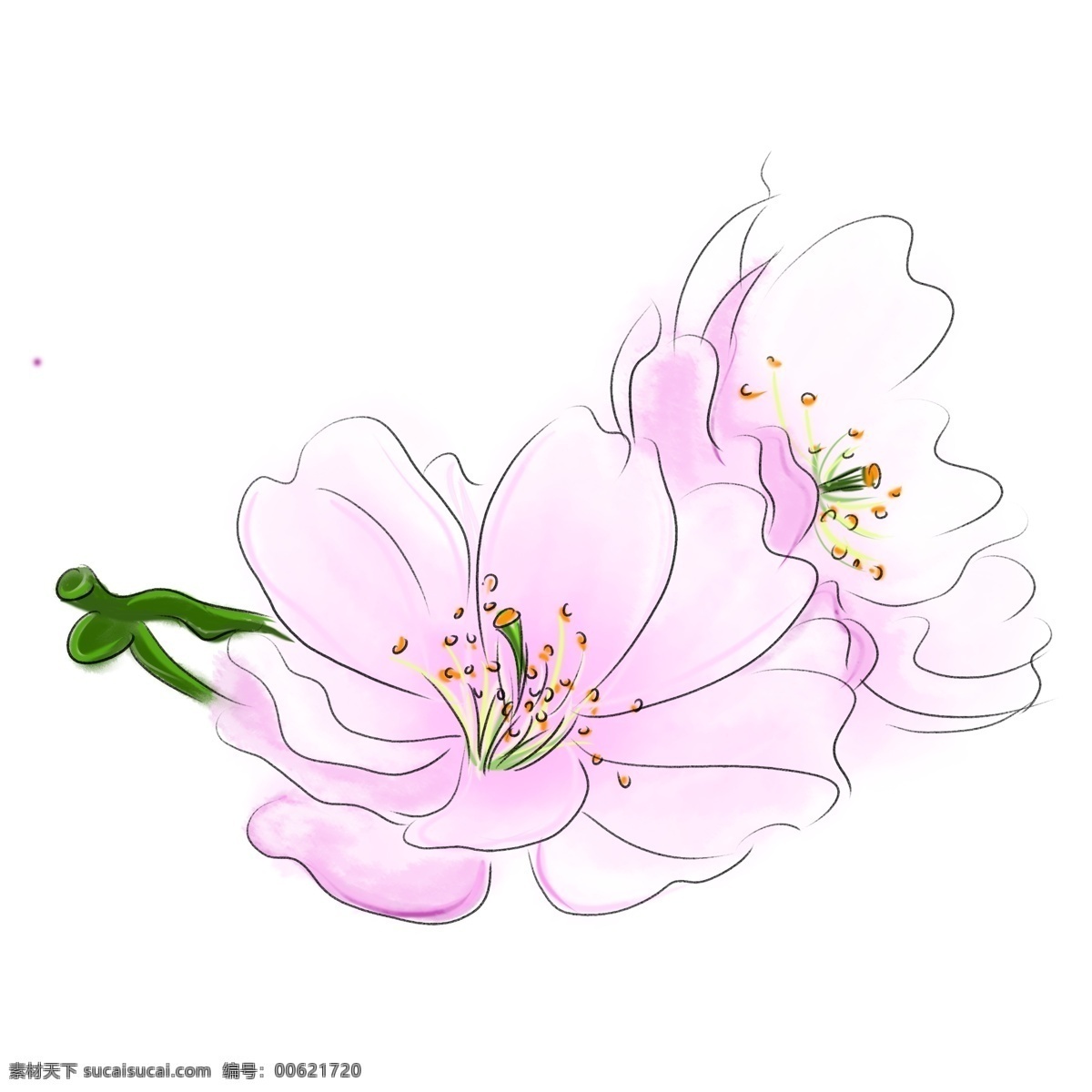 精美粉色樱花 樱花 粉色 植物