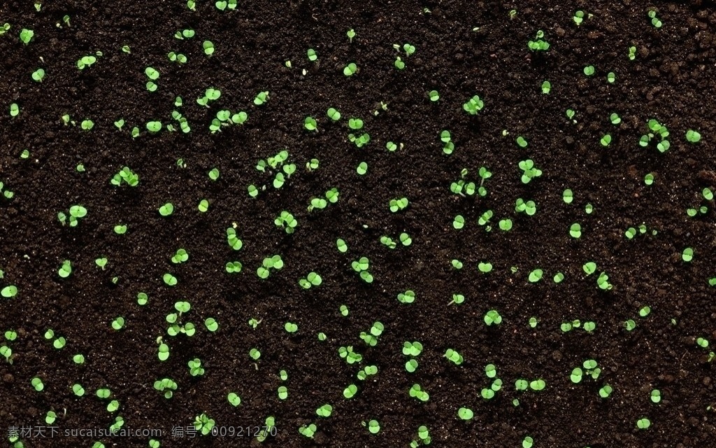 植物的力量 草 力量 生物世界 花草 植物 小树 位图 高精度 照片 像素