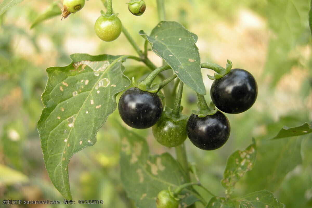 龙葵 乌甜仔菜 野菜 果实 浆果 球形 紫黑 草本植物 绿叶 熟果 未熟果 其他生物 生物世界