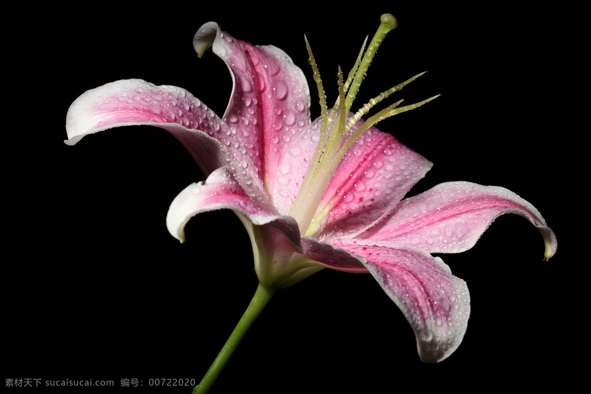 盛开 玉兰花 花瓣 植物花朵 美丽鲜花 漂亮花朵 花卉 鲜花摄影 花草树木 生物世界