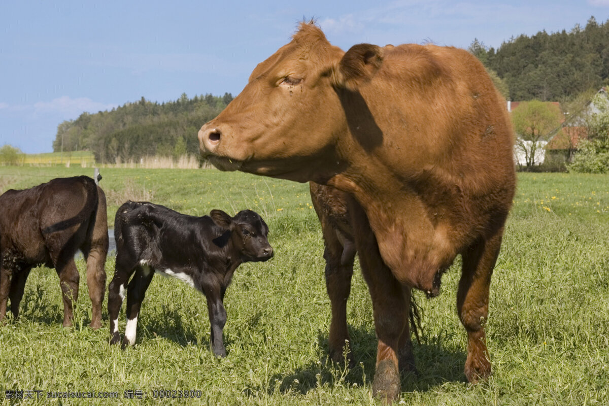 草原 上 牛 母牛 吃草 牧场 动物世界 摄影图 陆地动物 生物世界
