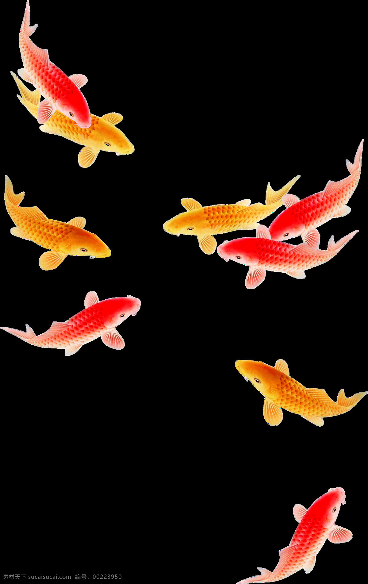 红黄鲤鱼 鱼 鲤鱼 分散 群鱼 一群 透明底 鲜艳 生物世界 鱼类