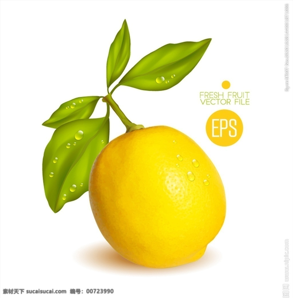 新鲜 黄 柠檬 黄柠檬 露珠 水果 水珠 矢量图 格式 矢量 高清图片