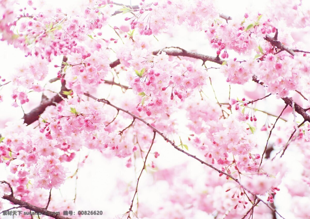 花 樱花 花枝 红樱花 一枝樱花 樱花挂枝头 生物世界 花草