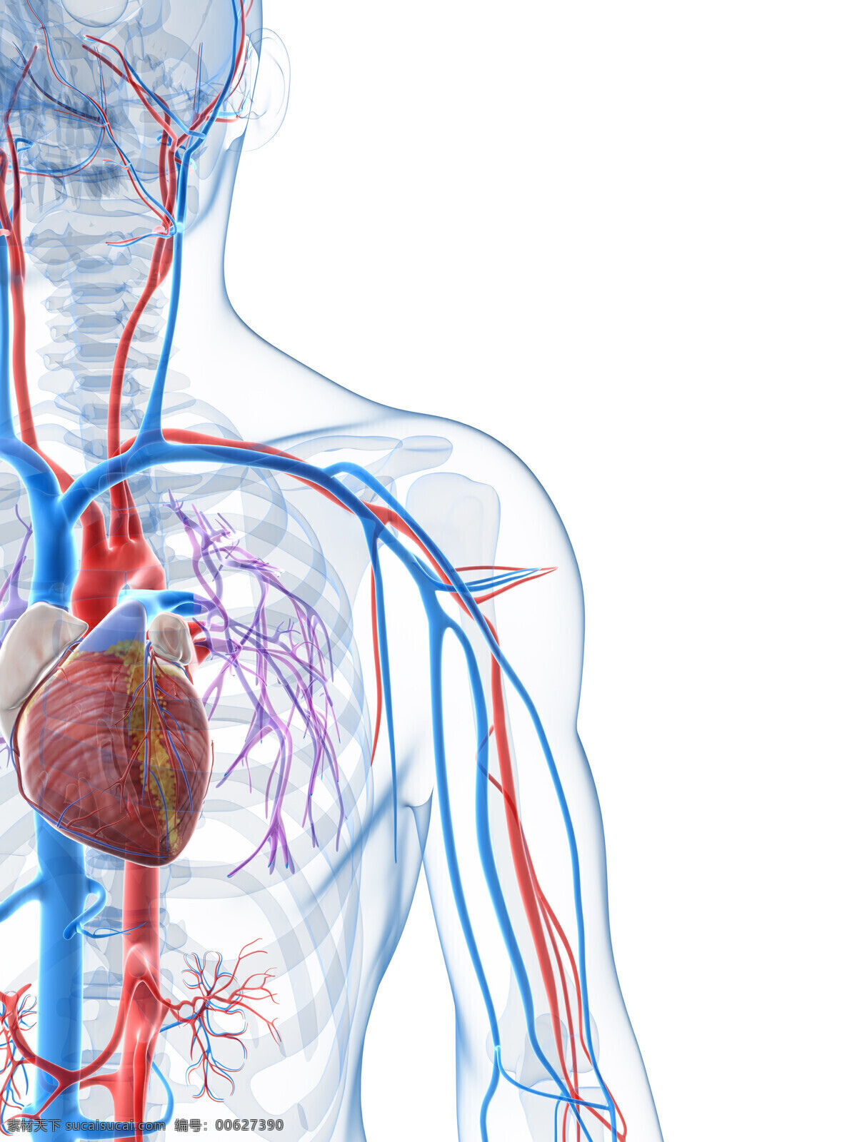 人体 心脏 血管 动脉 静脉 人体器官 人体模型 医疗护理 人体器官图 人物图片