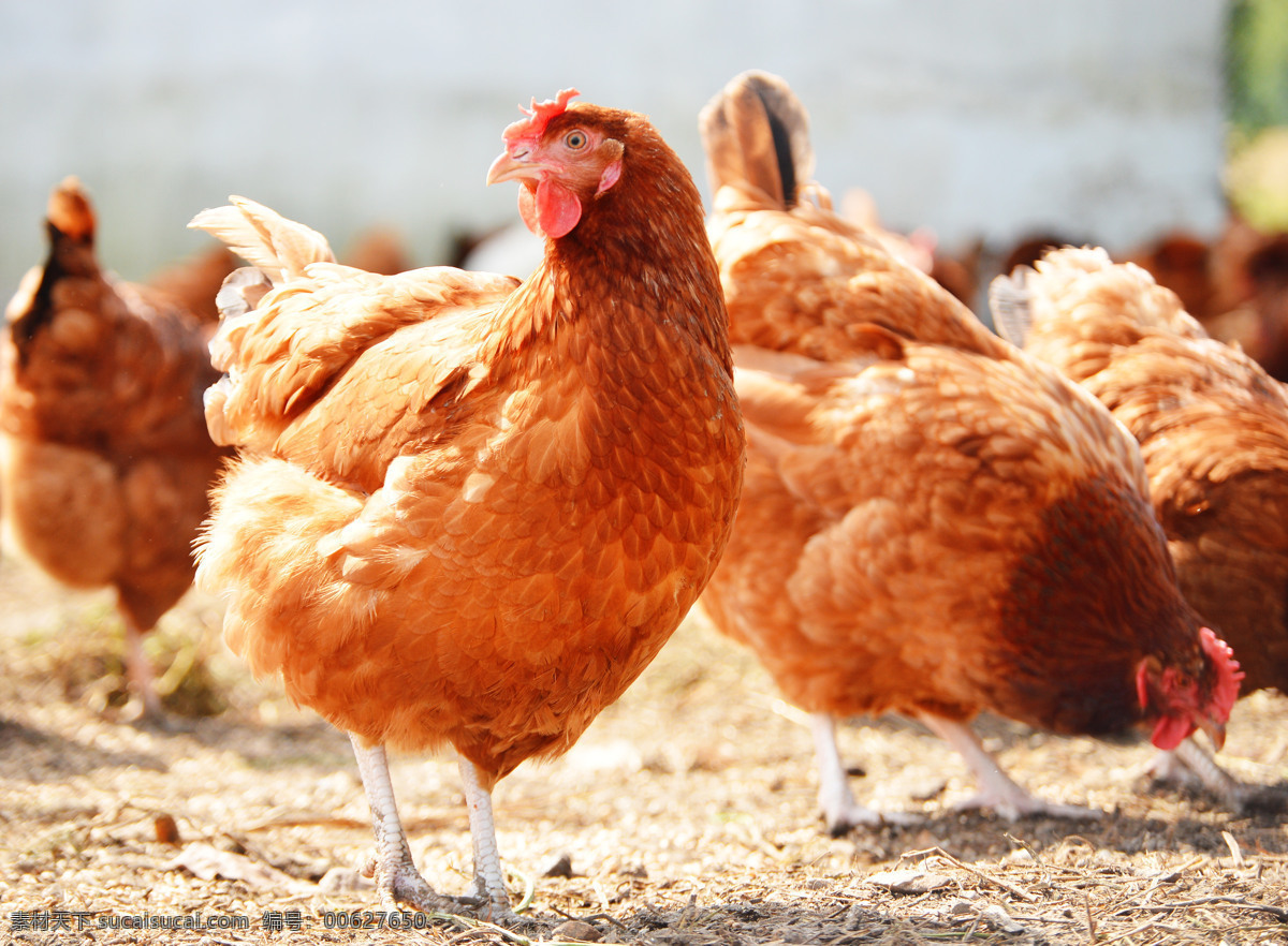 农场中的母鸡 母鸡 肉鸡 农场 养殖 牲畜 其他类别 生活百科 红色