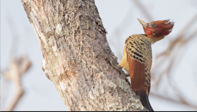 动物 自然 慢镜头 啄木鸟 大自然 高清 实拍