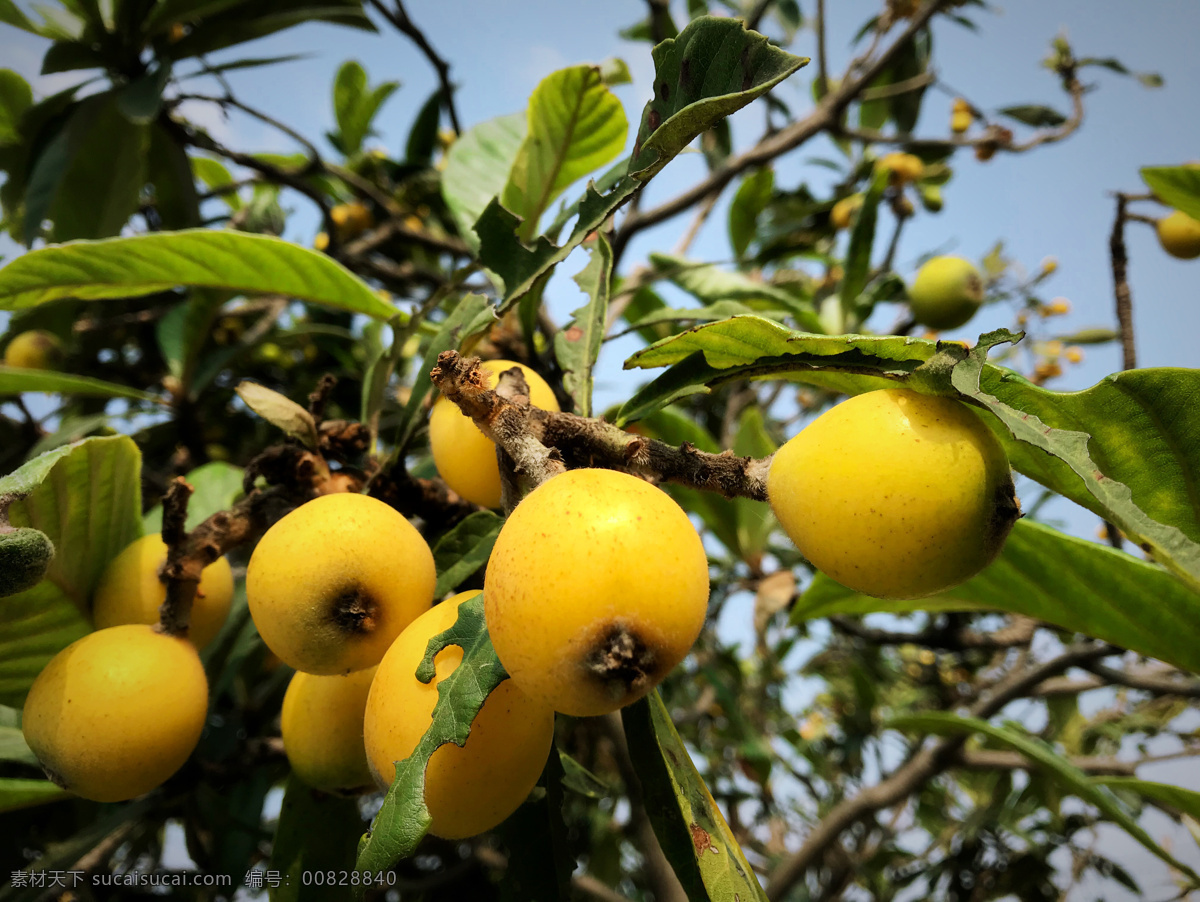 枇杷树 树 树木 枇杷果 果子 生物世界 水果