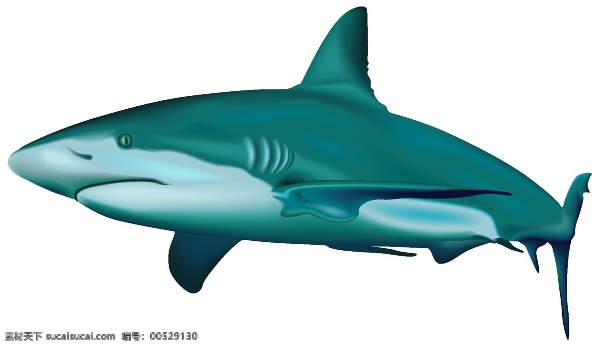 鲨鱼 野生 动物 海洋生物 卡通鲨鱼 手绘 矢量 鱼类 鱼 野生动物 生物世界