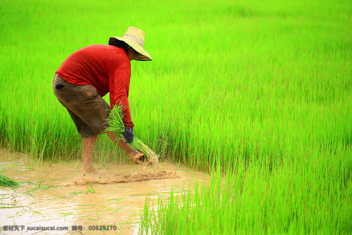 农民 正在 田地 里 插秧 苗 水稻 稻苗 绿油油的稻苗 蔬菜图片 餐饮美食