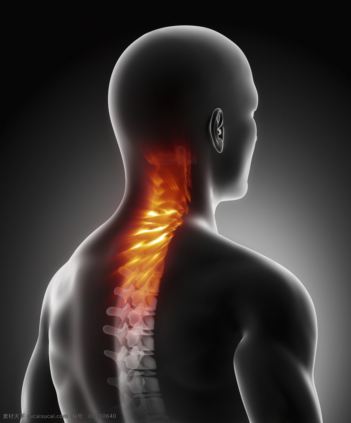 男性 脊椎 骨骼 男性人体器官 脊髓 人体器官 医疗科学 医学 人体器官图 人物图片