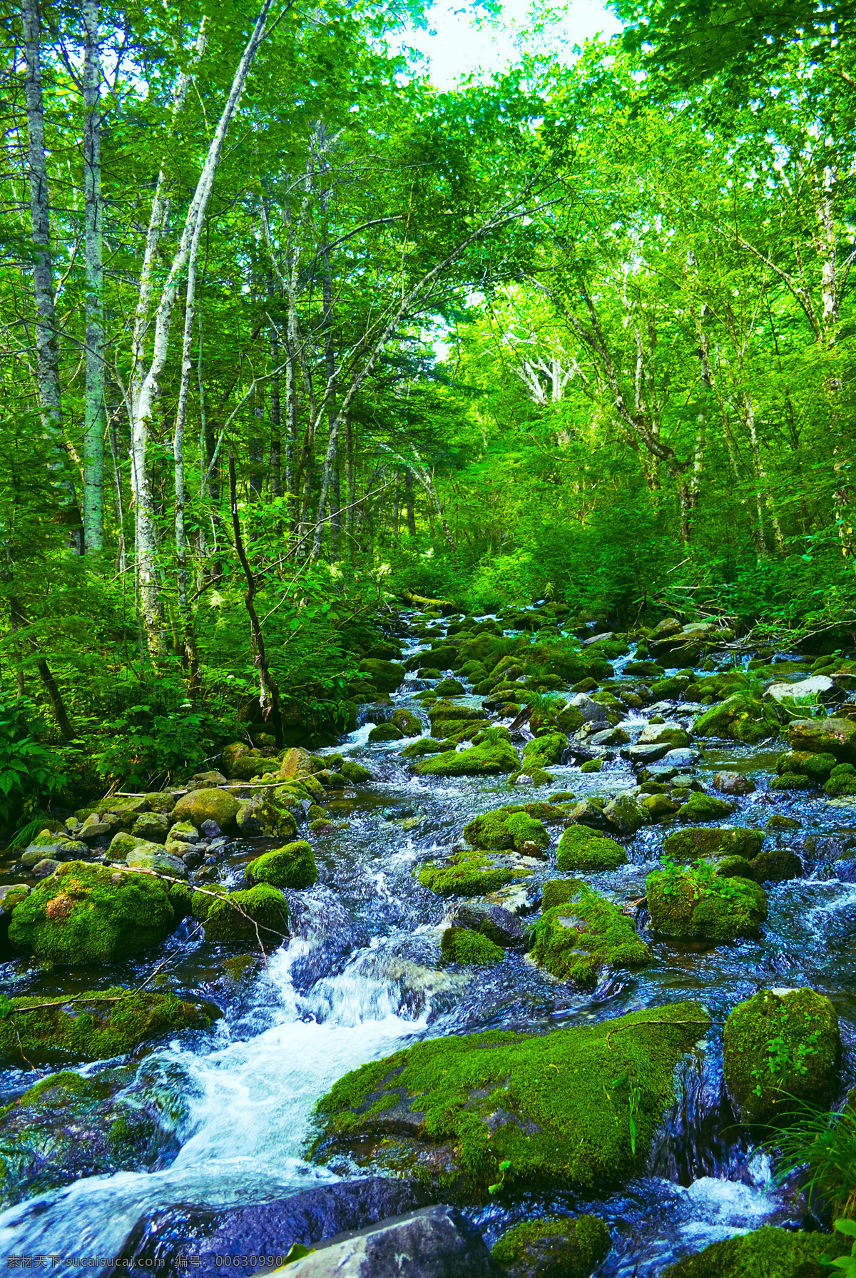 热带雨林 长白山 风景 树林 森林 小溪 自然景观 自然风景