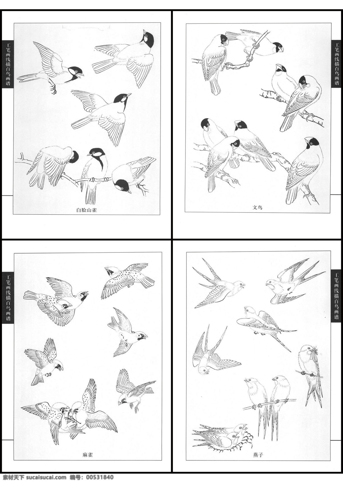 工笔画 线描 百鸟 图 白色 传统 黑色 麻雀 燕子 画法步骤 山雀 文鸟 psd源文件