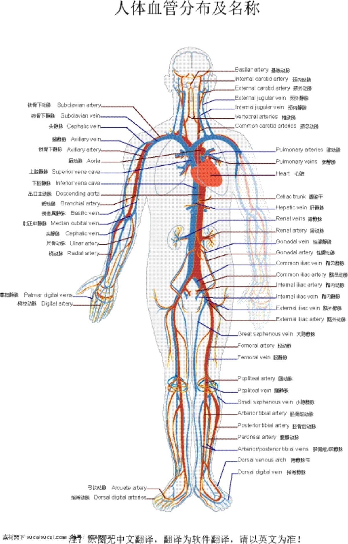 人体 血管 分布 结构图 矢量 人体血管结构 人体血管分布 血管分布图 血管名称 血管结构 人体血管 动脉静脉 血管分布 血 医学 源文件素材 现代科技 医疗护理