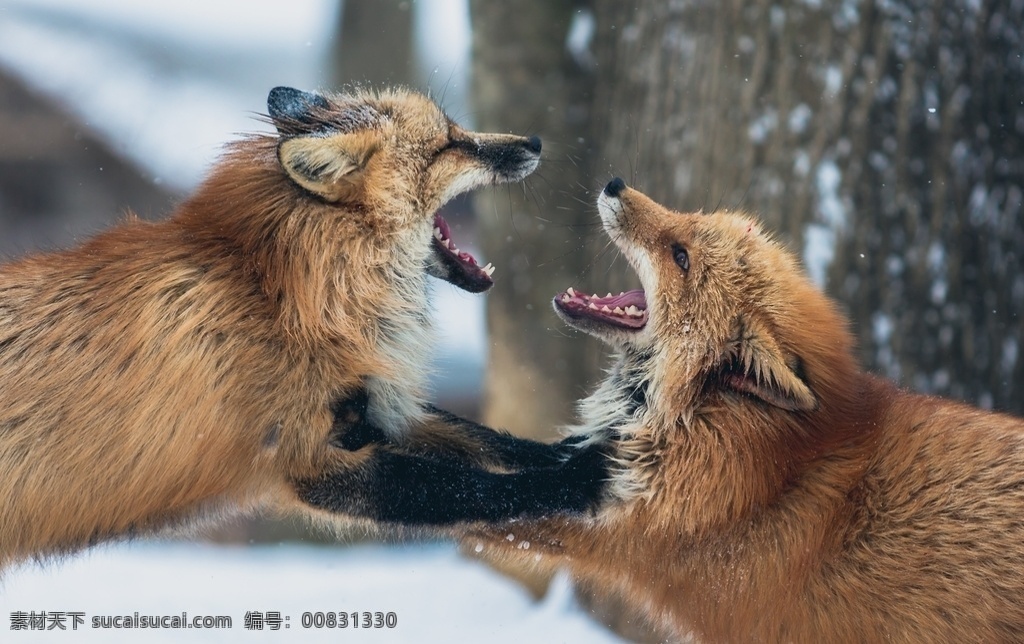 两只狐狸打架 狐狸 狸猫 狐狸毛 打架 干架 撕咬 张嘴 雪地 雪景 雪花 生物世界 野生动物