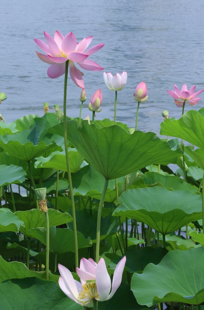 荷叶荷花 荷花荷叶荷塘 园林美景 荷花 荷叶 莲蓬 荷塘 荷花摄影 园林 植物 花草 湖水 绿叶 叶脉 绿化景观 园林景观 生物世界