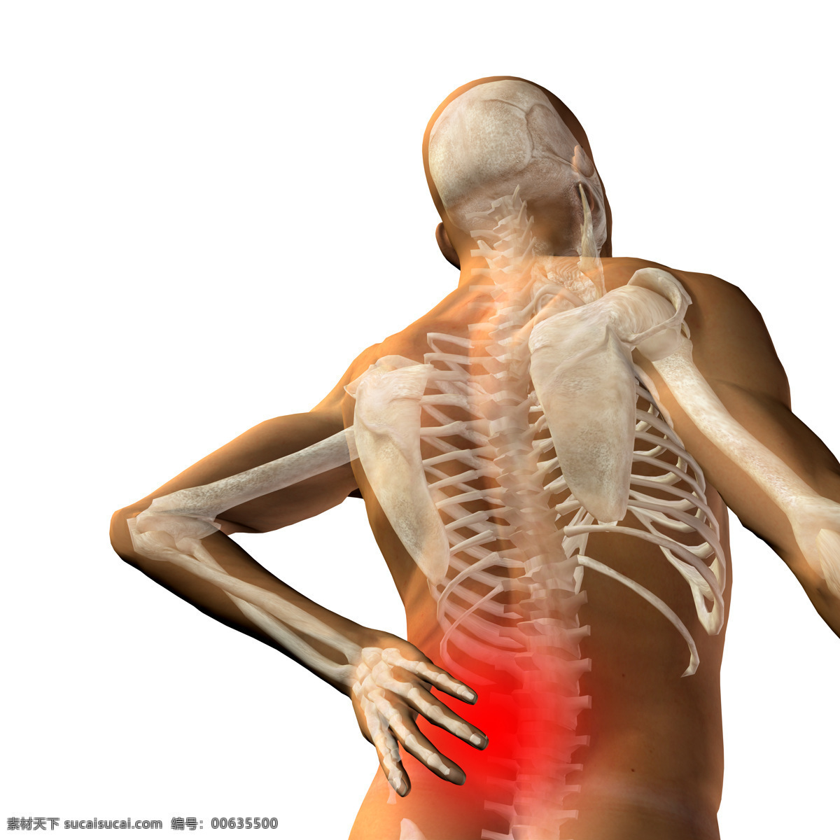 腰椎 疼痛 腰椎疼痛 关节疼 关节痛 关节炎 人体关节 骨骼 人体器官图 人物图片 医疗护理 现代科技