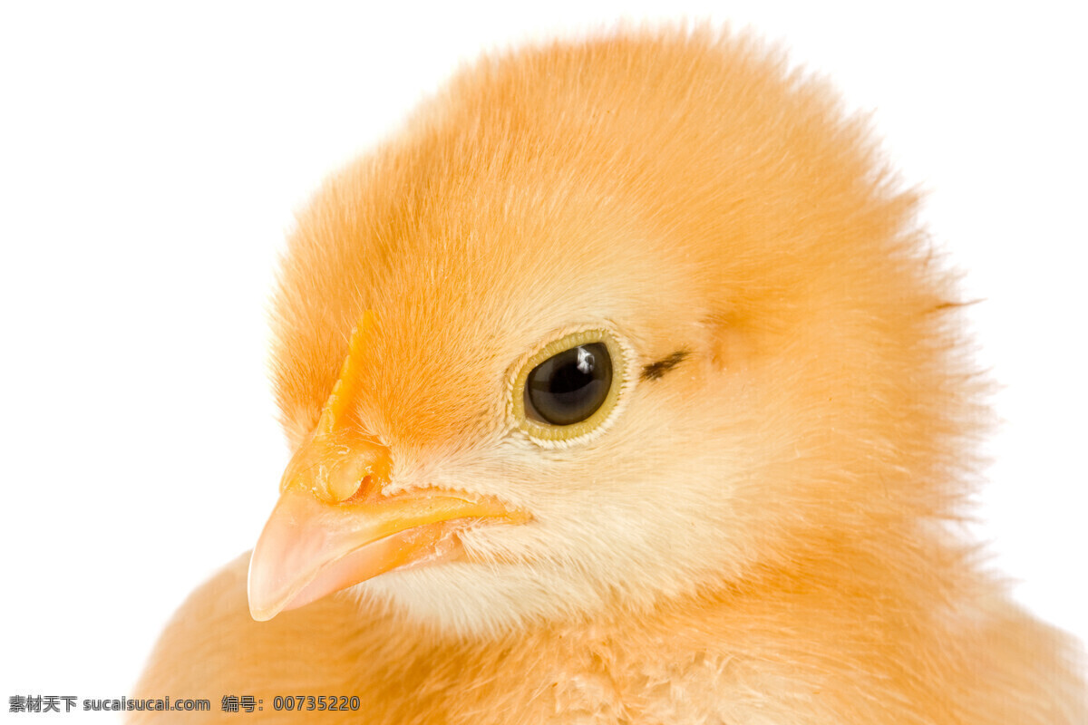可爱 小鸡 鸡蛋 高清 动物特写 可爱小鸡 动物 动物世界 陆地动物 动物图片 白色