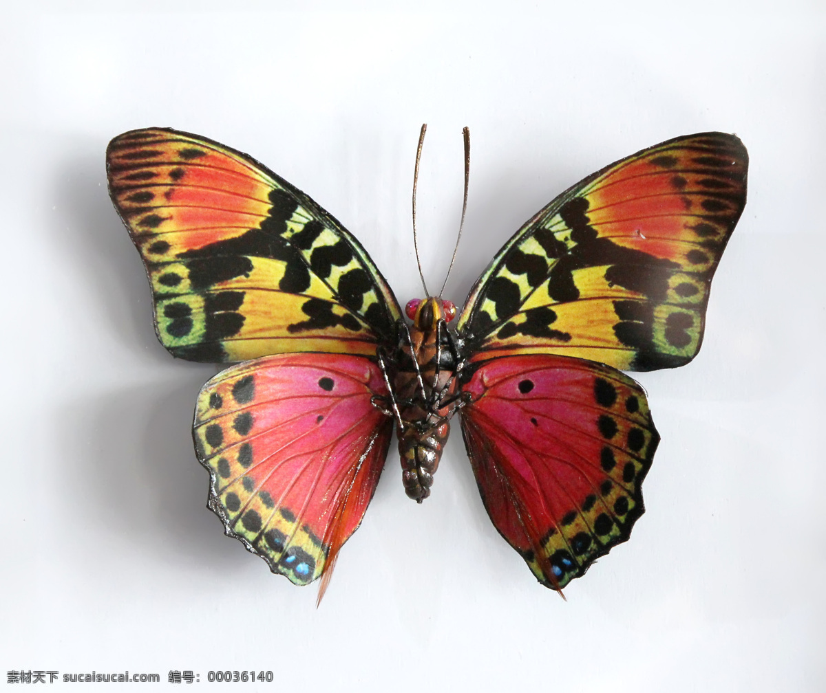 彩色 蝴蝶 彩色蝴蝶摄影 动物摄影 特写 昆虫 昆虫世界 生物世界