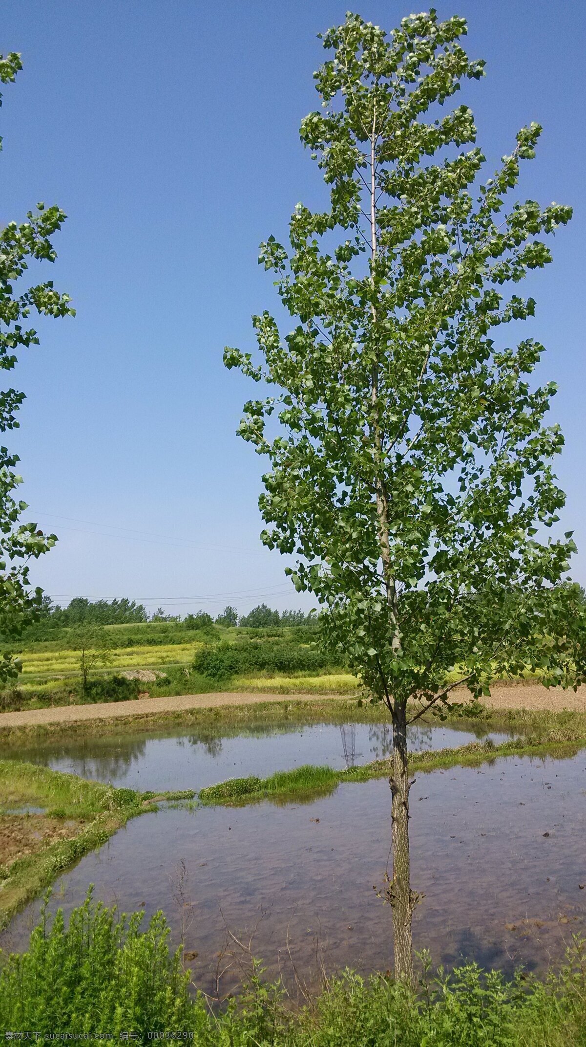 自然农家风景 蓝天 树 树叶 稻田 水田 植物 拍照 自然风景 自然景观 蓝色