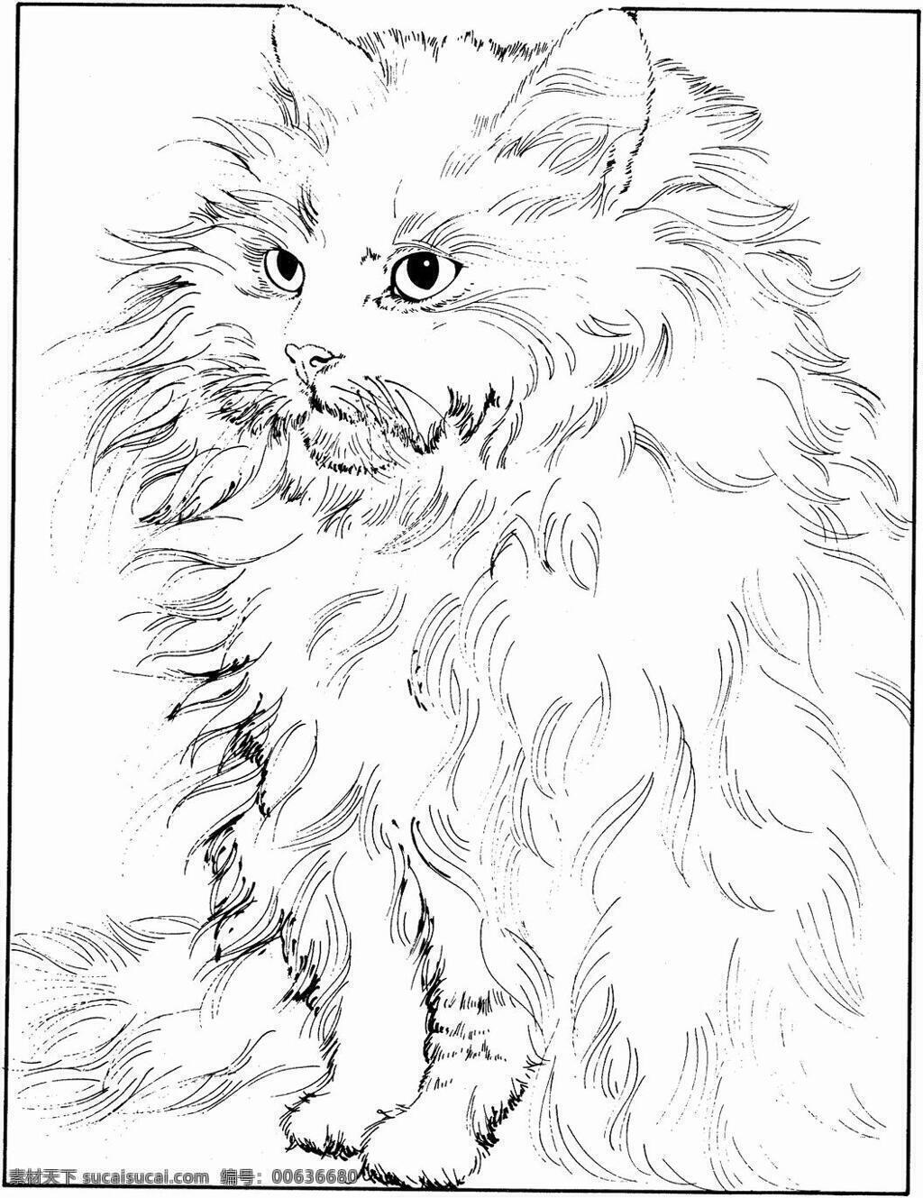 猫的素描 猫科动物 动物手绘画 设计素材 动物专辑 素描速写 书画美术 白色