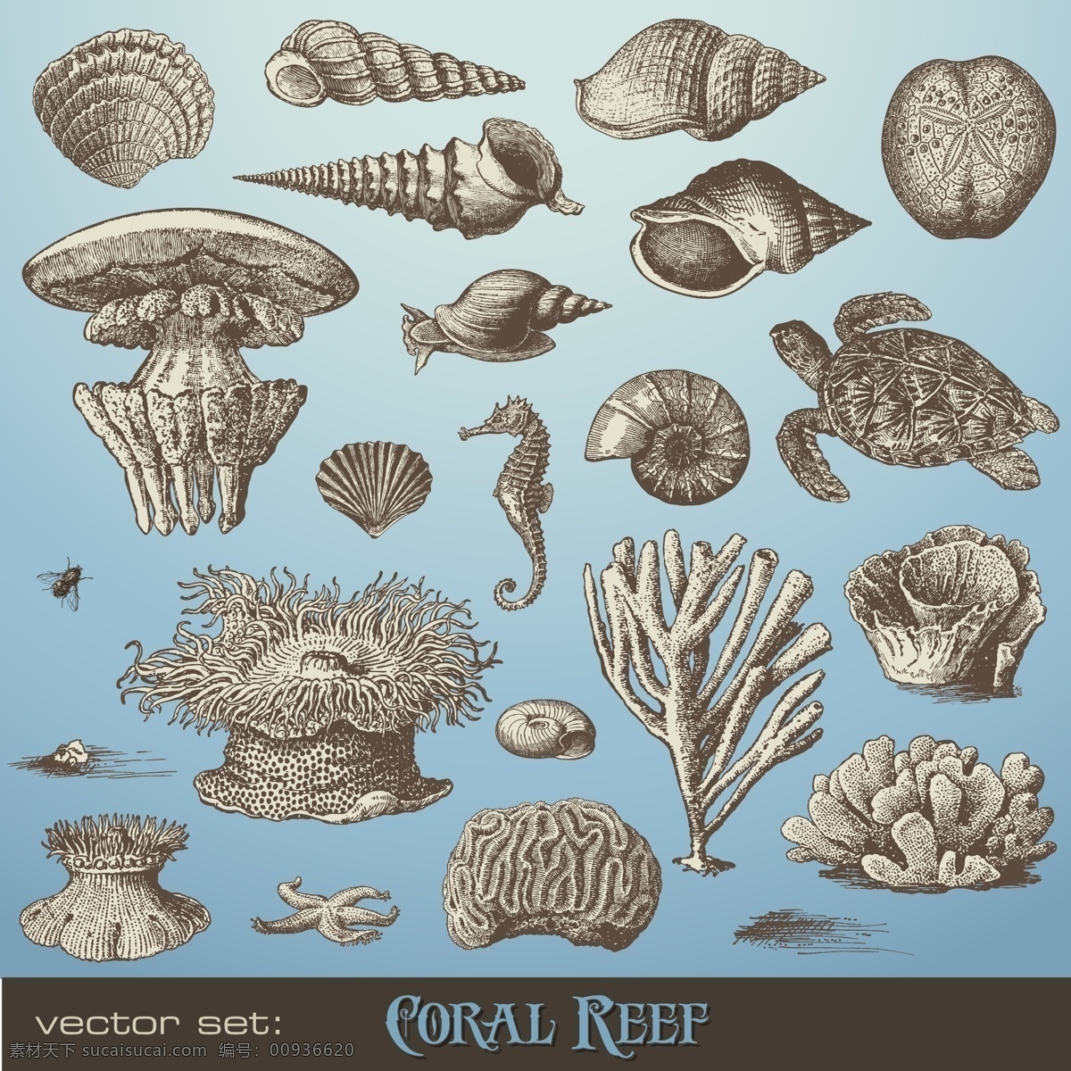 逼真 海洋 动物 海螺 海马 珊瑚 水木 矢量图