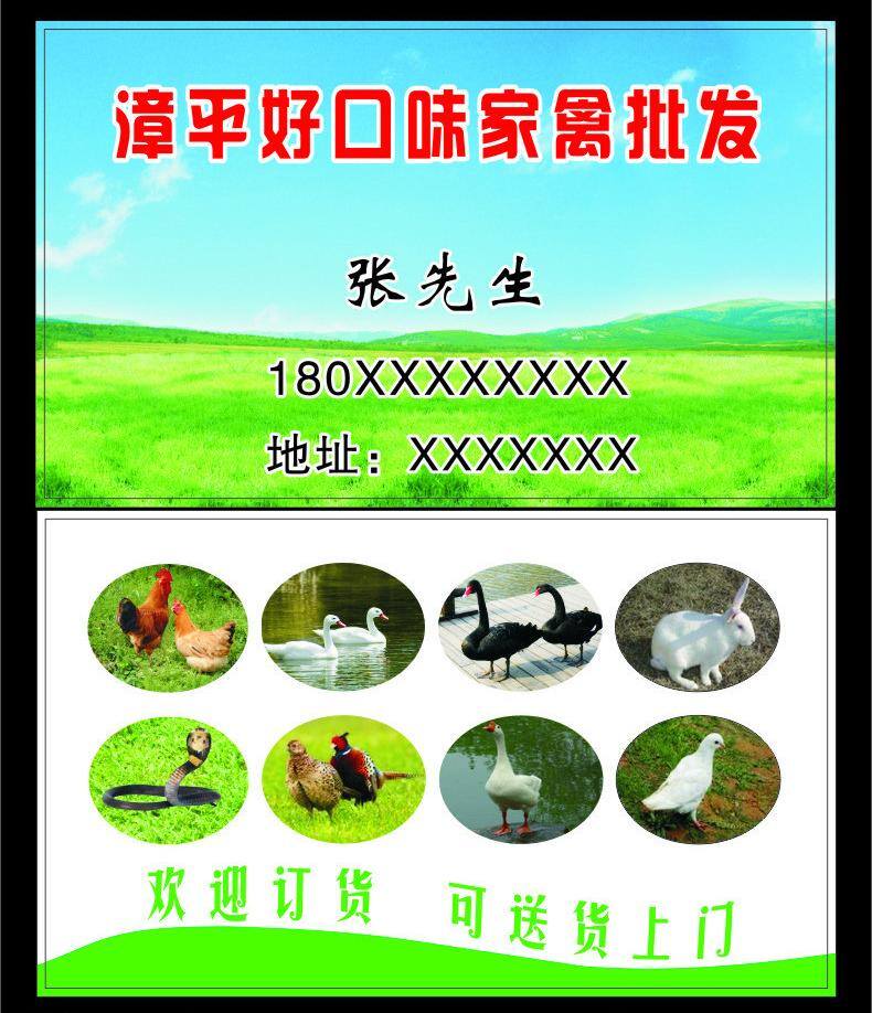 家禽 名片 动物 鸡 名片卡片 模板 兔子 源文件 矢量 模板下载 家禽名片 名片卡 广告设计名片