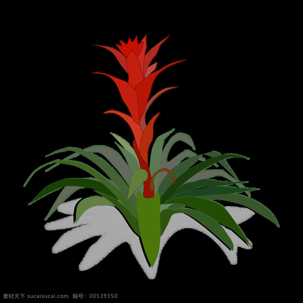 bromelia 01a 花 植物 自然 凤梨 凤梨科植物 植物区系 插画集