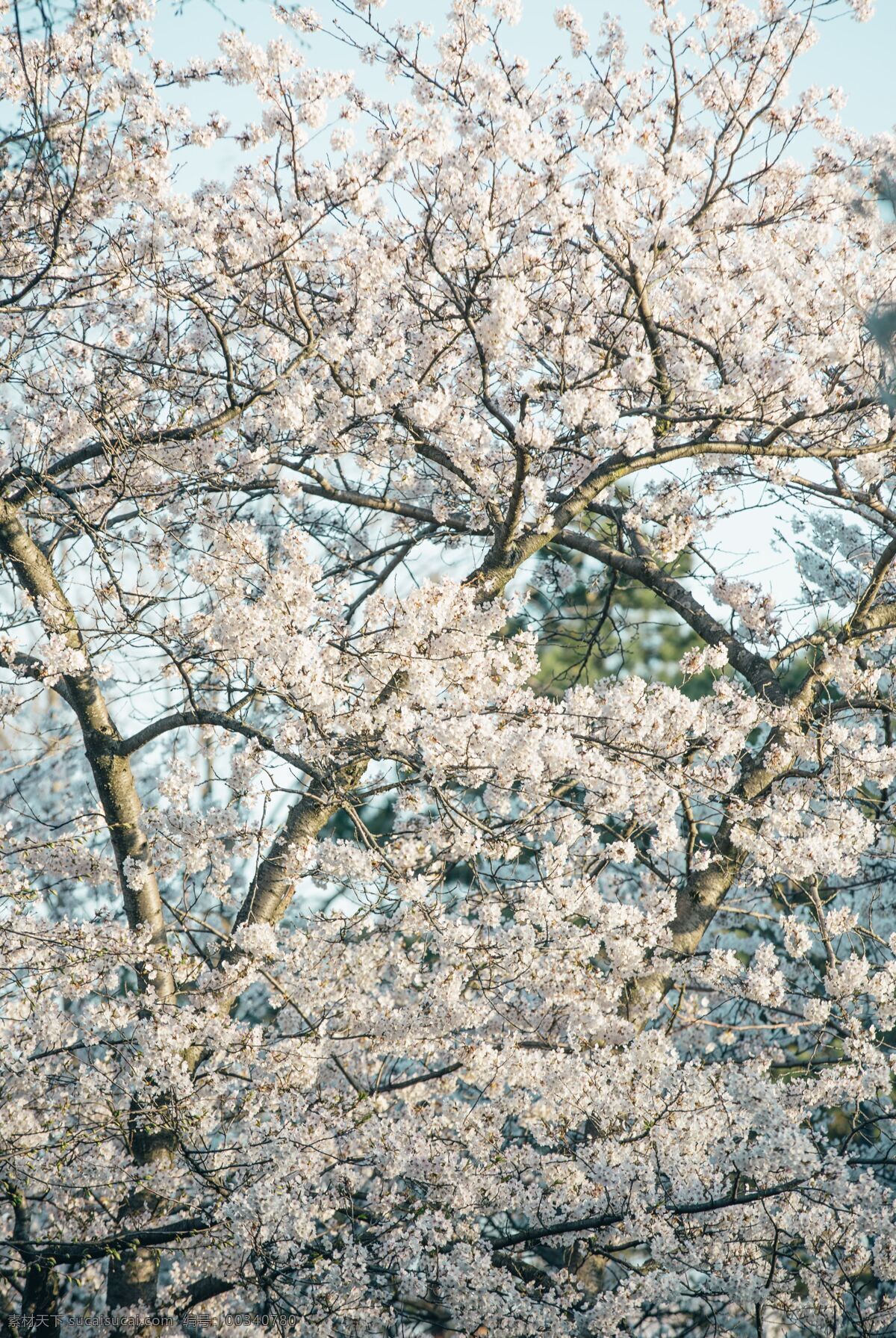 满树梨花 植物 梨花 枝头 樱花 花卉 生物世界 花草