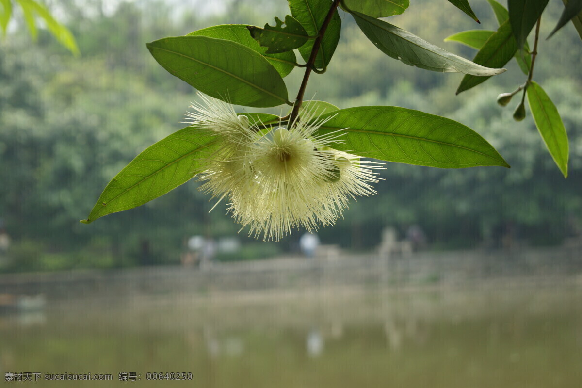 幼年 人参果 花朵图片 滤镜效果 生物世界