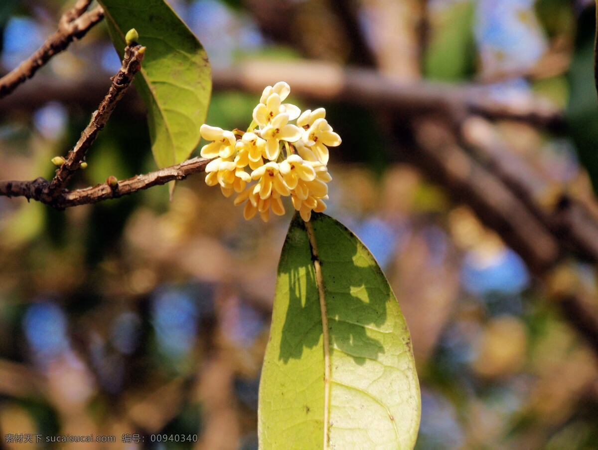 金桂 小花 黄色 桂花 公园景色 花草 生物世界