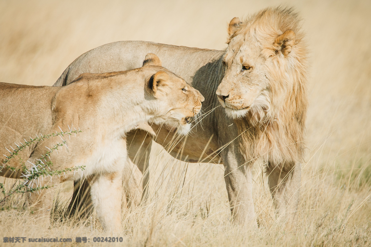 非洲 草原 上 雄狮 狮子 非洲草原 野生动物 动物世界 动物摄影 陆地动物 生物世界 黄色