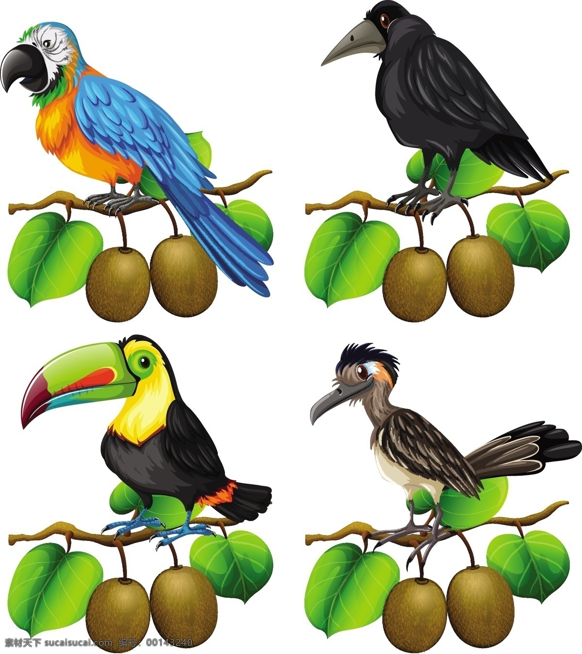 不同 种类 鸟类 猕猴桃 科 插图 自然 艺术 树叶 植物 绘画 树枝 奇异果