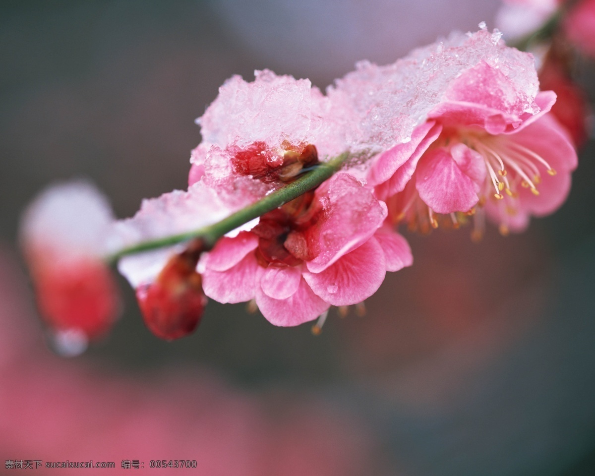 花免费下载 大自然 芳香 广告 大 辞典 户外 花 花丛 花朵 花卉 美丽 盛开 鲜花 鲜艳 植物 风景 生活 旅游餐饮