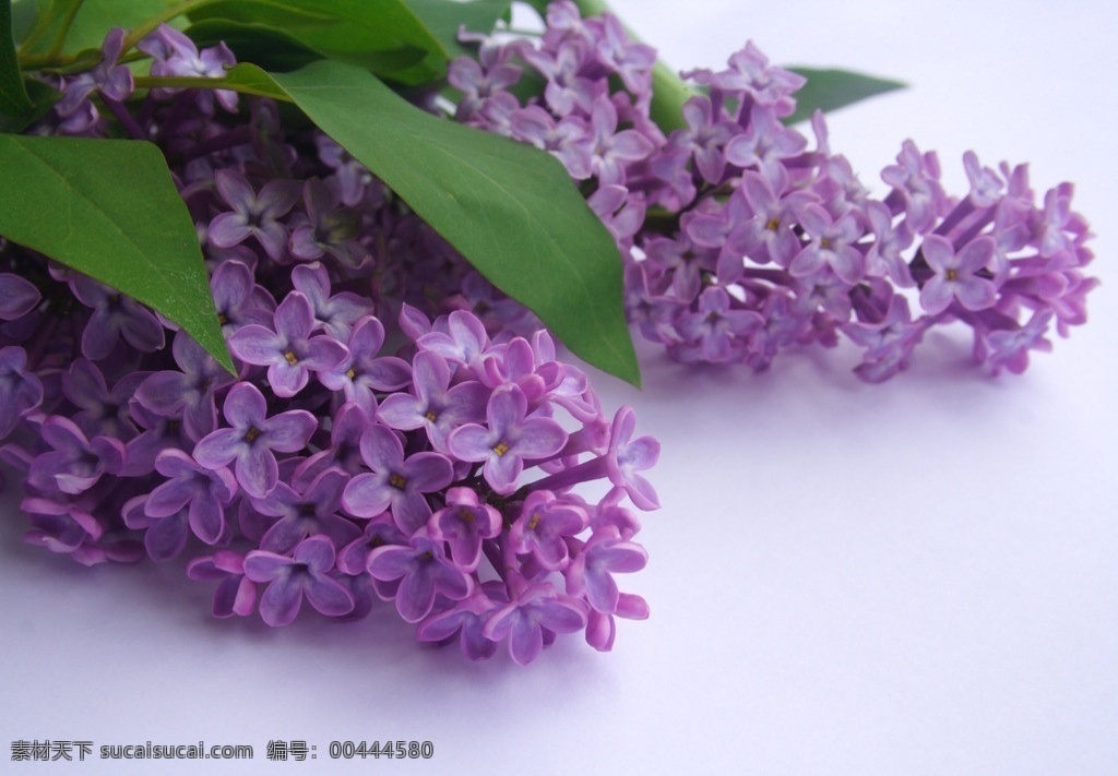 薰衣草 局部 特写 叶子 花朵 花儿 爱情草 花草 生物世界