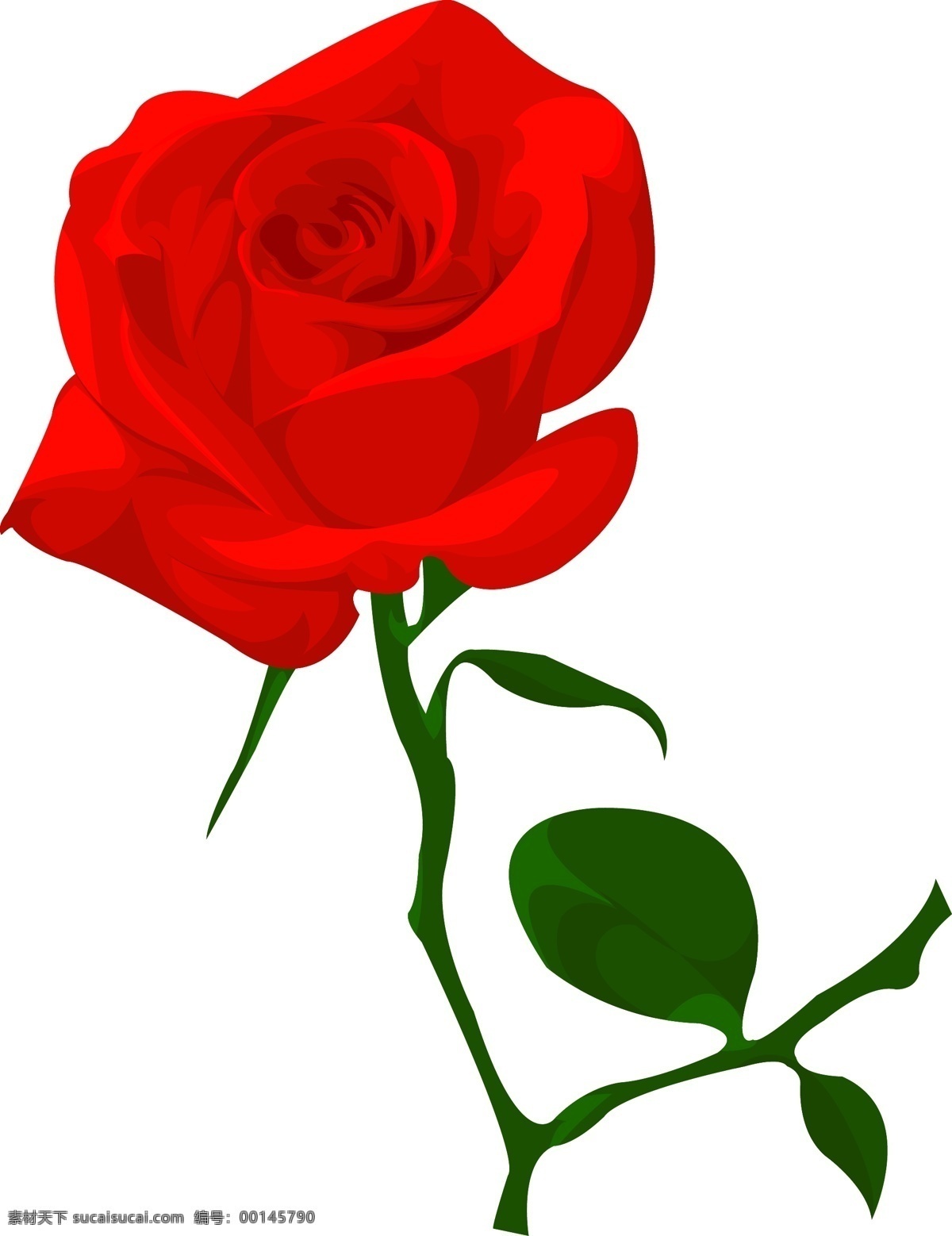 支 玫瑰花 红玫瑰 情人节玫瑰 一支玫瑰花 节日素材 情人节七夕