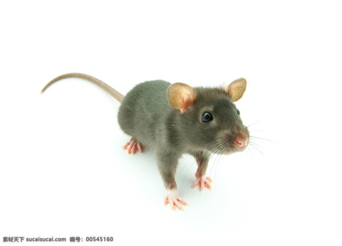 老鼠 鼠 高清鼠 鼠素材 宠物鼠 生物世界