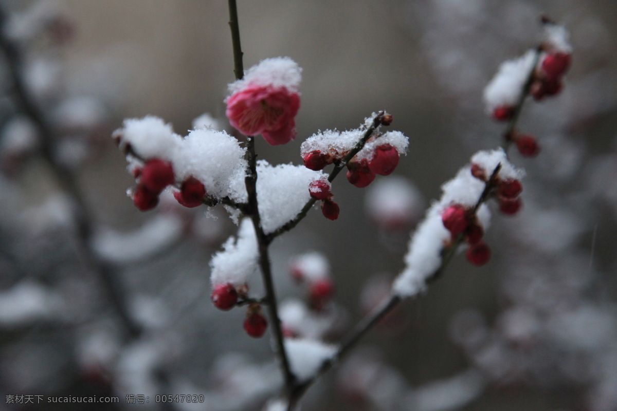 梅花 寒梅 冬梅 雪 植物 花草 生物世界