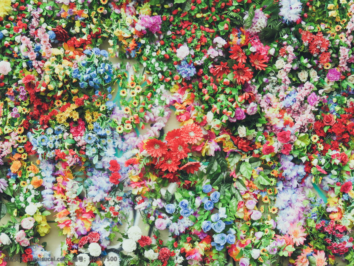 花墙 花 墙 开花 叶子 花朵 自然景观 自然风景