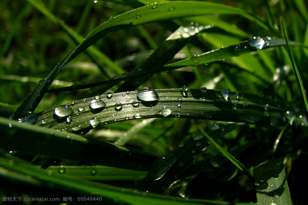 草 花草 绿色 绿叶 生态 生物世界 水滴 水珠 自然 植物 植被 花草主题 花草高清图片 psd源文件