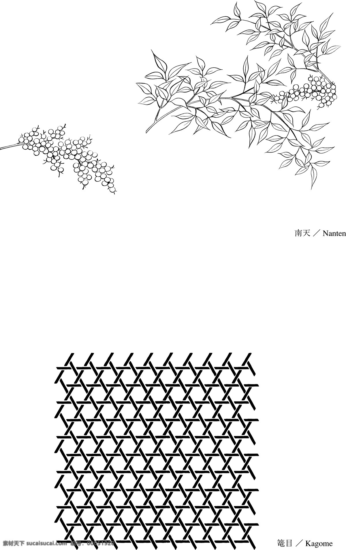 南天 植物 白描 矢量素材 矢量图 其他矢量图