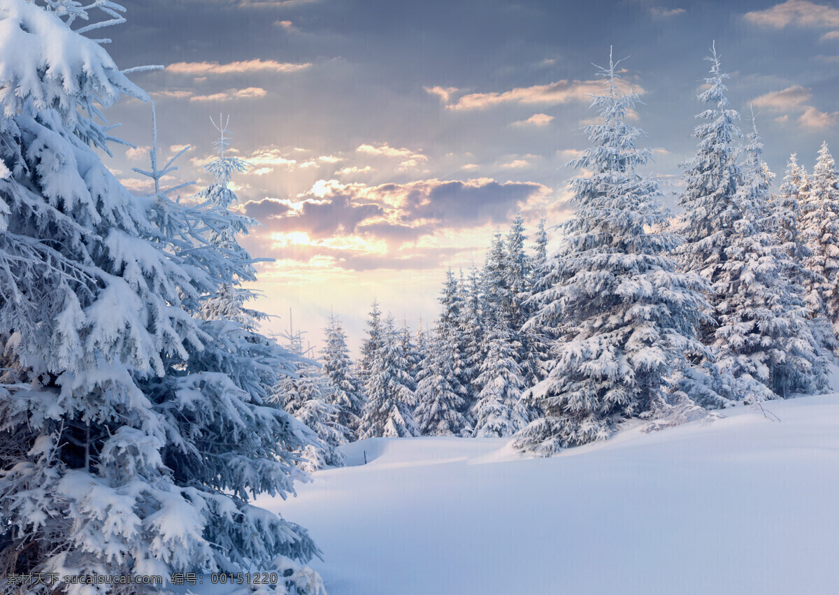 雪松 雪 松树 雪山 大兴安岭 大雪 田园风光 自然景观 树木树叶 生物世界