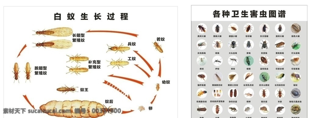 白蚁生长过程 白蚁生长 害虫 卫生害虫图 白蚁生长图 海报